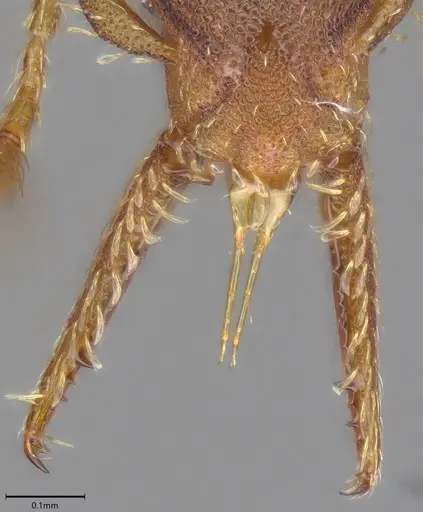 Strumigenys myllorhapha - CASENT4036119