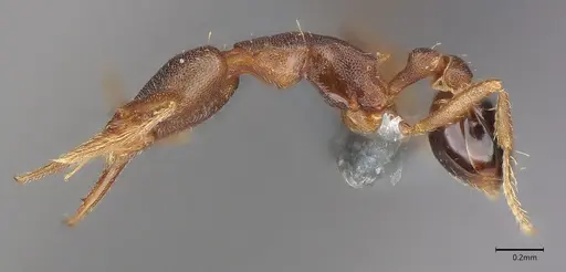 Strumigenys myllorhapha - CASENT4036119