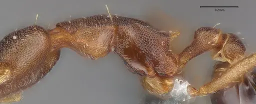 Strumigenys myllorhapha - CASENT4036119