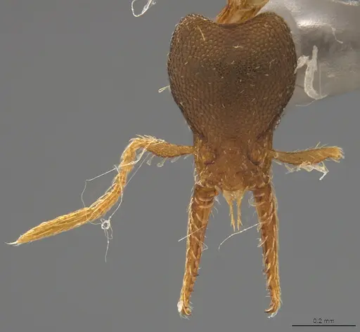 Strumigenys myllorhapha - CASENT4036120