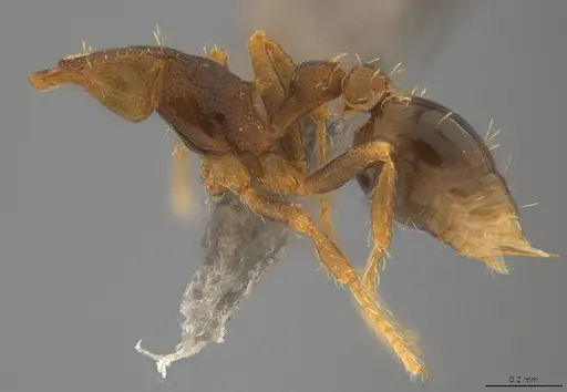 Strumigenys myllorhapha - CASENT4036120