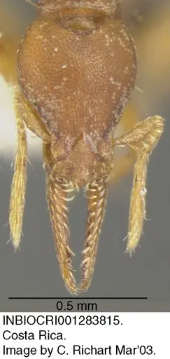 Strumigenys myllorhapha - INBIOCRI001283815