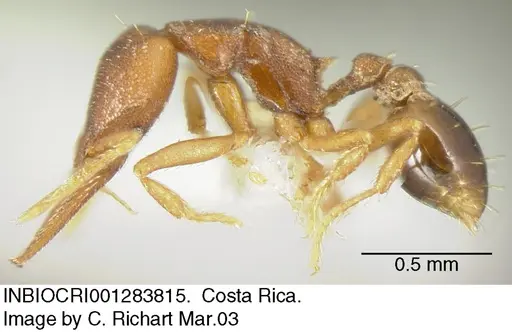 Strumigenys myllorhapha - INBIOCRI001283815