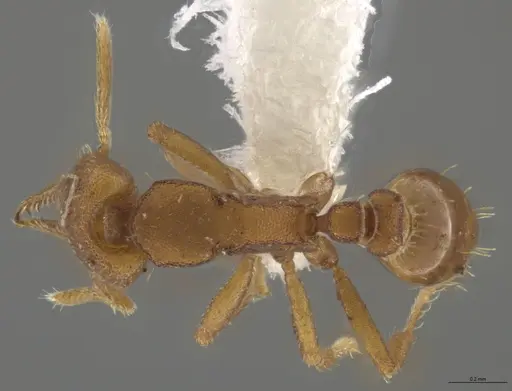 Strumigenys myllorhapha - JTLC000014468