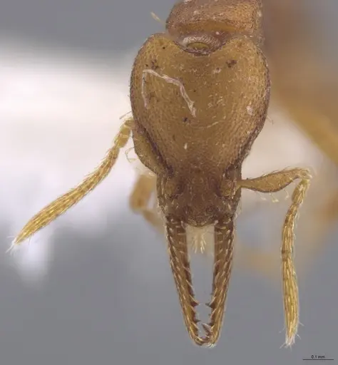 Strumigenys myllorhapha - JTLC000014468