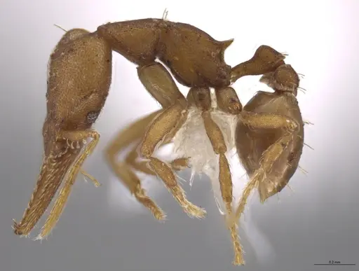 Strumigenys myllorhapha - JTLC000014468