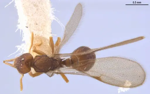 Strumigenys myllorhapha - MZSPHYM0140157