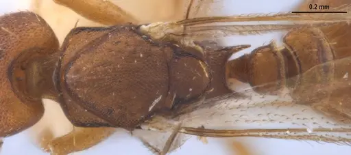 Strumigenys myllorhapha - MZSPHYM0140157