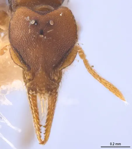 Strumigenys myllorhapha - MZSPHYM0140157