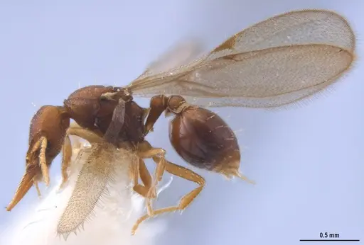 Strumigenys myllorhapha - MZSPHYM0140157