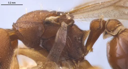 Strumigenys myllorhapha - MZSPHYM0140157