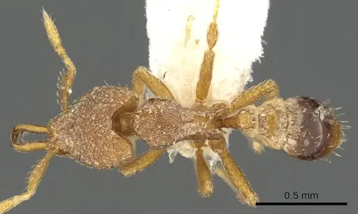 Strumigenys naberia specimen