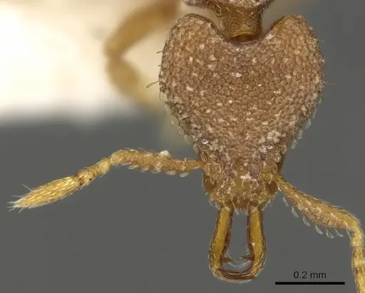 Strumigenys naberia specimen