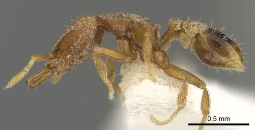 Strumigenys naberia specimen