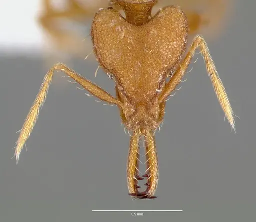 Strumigenys nambao specimen