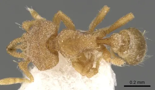 Strumigenys nannosobek specimen