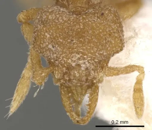 Strumigenys nannosobek specimen