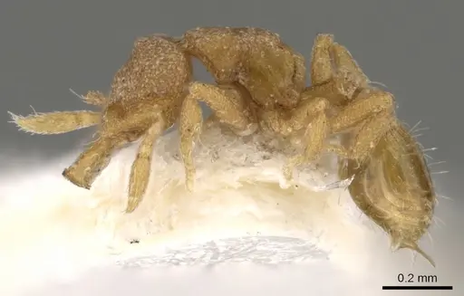 Strumigenys nannosobek specimen