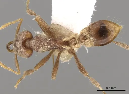 Strumigenys nanzanensis specimen