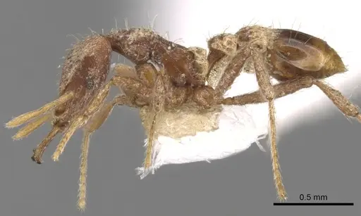 Strumigenys nanzanensis specimen