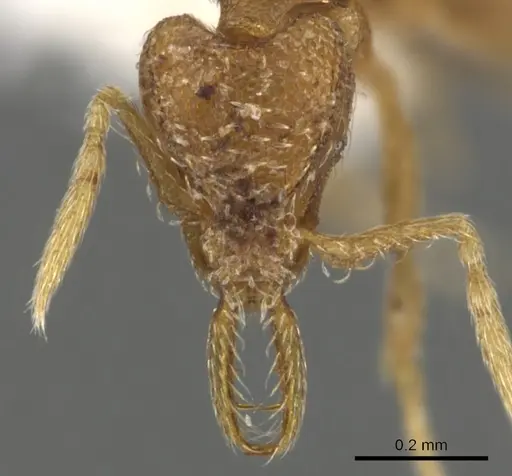 Strumigenys nastata specimen