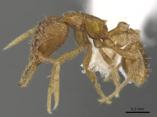 Strumigenys nastata specimen