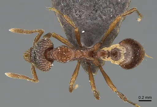 Strumigenys nathistorisoc specimen