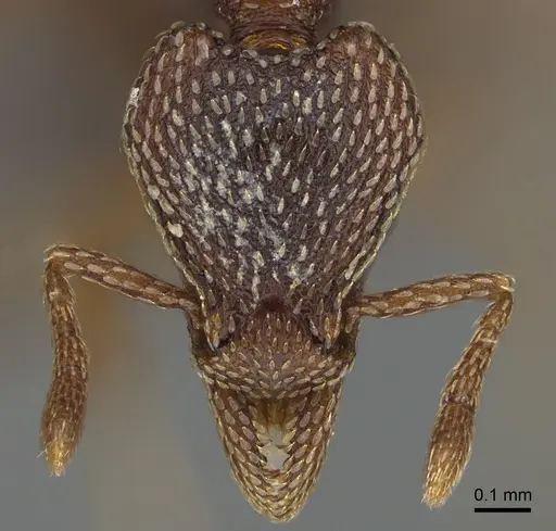 Strumigenys nathistorisoc specimen