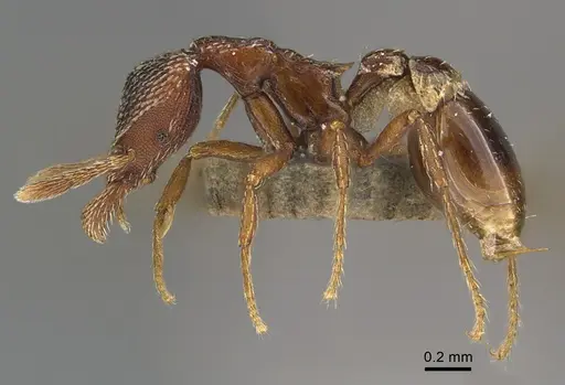 Strumigenys nathistorisoc specimen