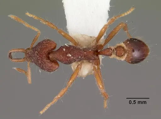 Strumigenys natynion specimen