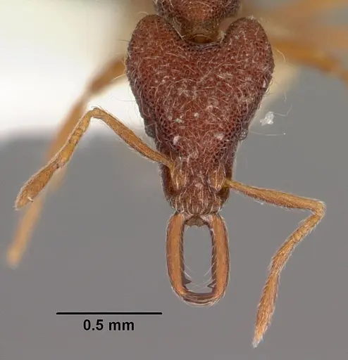 Strumigenys natynion specimen