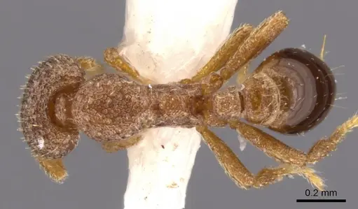 Strumigenys necopina specimen