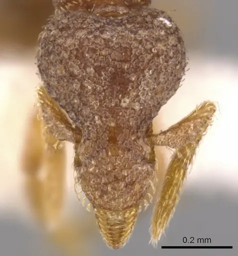 Strumigenys necopina specimen