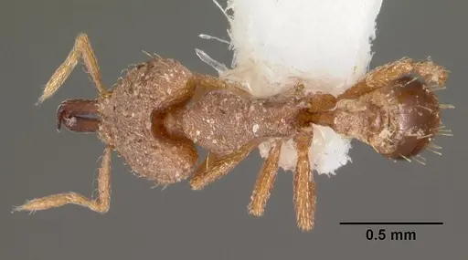 Strumigenys nergala specimen