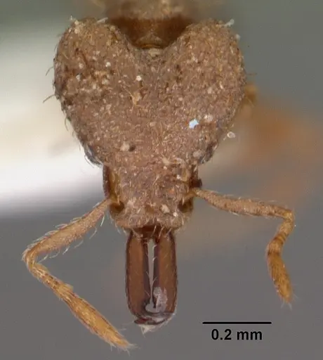 Strumigenys nergala specimen