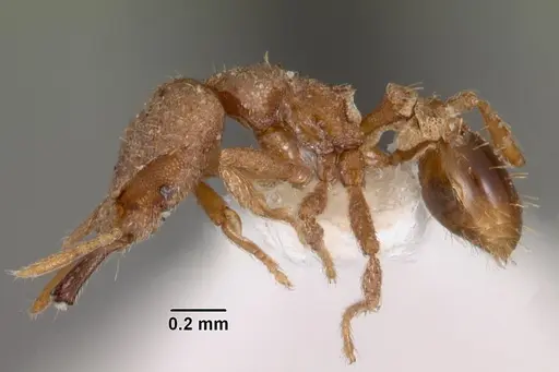 Strumigenys nergala specimen