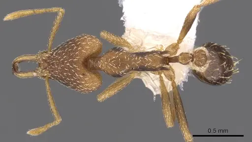 Strumigenys nesteryx specimen