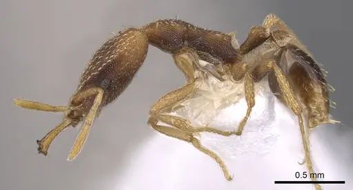 Strumigenys nesteryx specimen