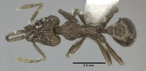 Strumigenys nevermanni specimen