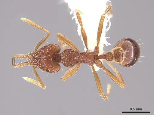 Strumigenys nevermanni - CASENT0651739