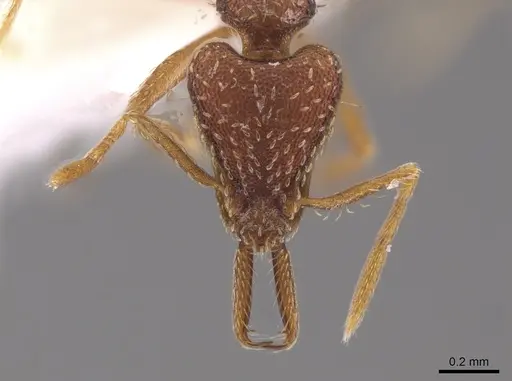 Strumigenys nevermanni - CASENT0651739