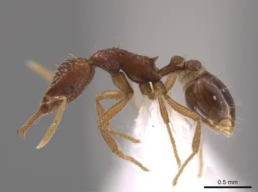 Strumigenys nevermanni - CASENT0651739