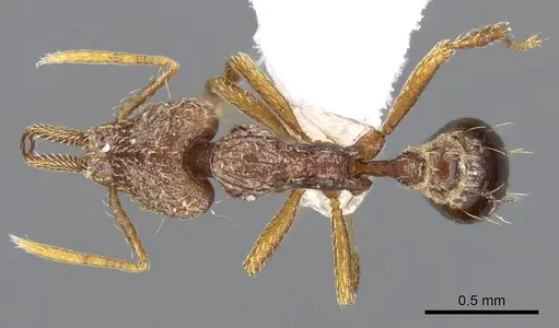 Strumigenys nevermanni - CASENT0914747