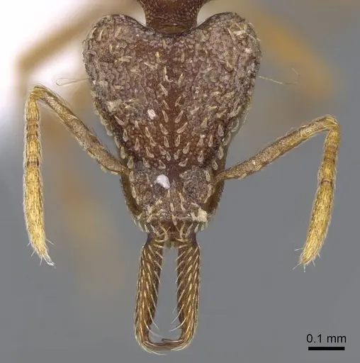 Strumigenys nevermanni - CASENT0914747