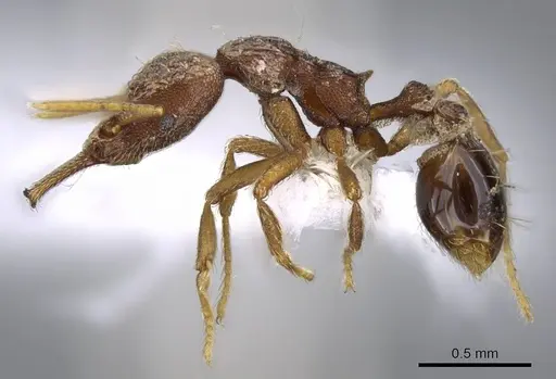 Strumigenys nevermanni - CASENT0914747