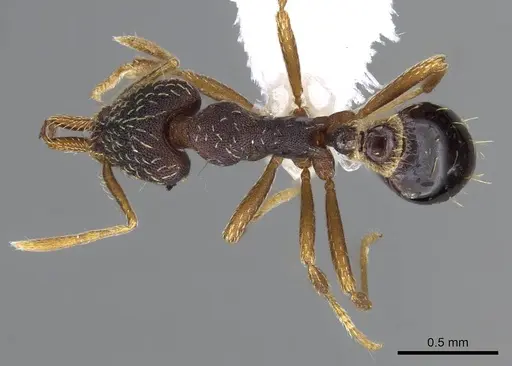 Strumigenys nevermanni - CASENT0914748