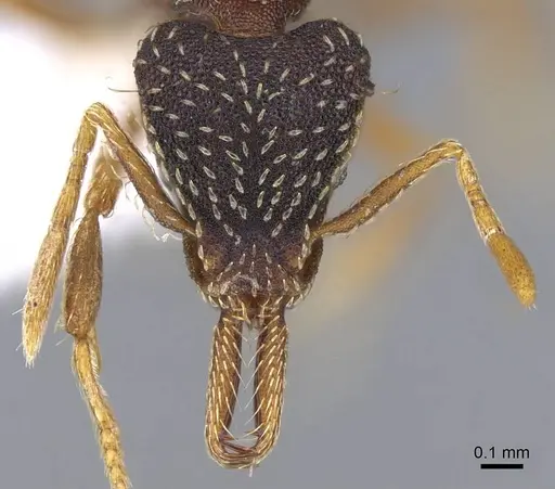 Strumigenys nevermanni - CASENT0914748