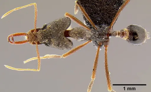 Strumigenys nidifex specimen