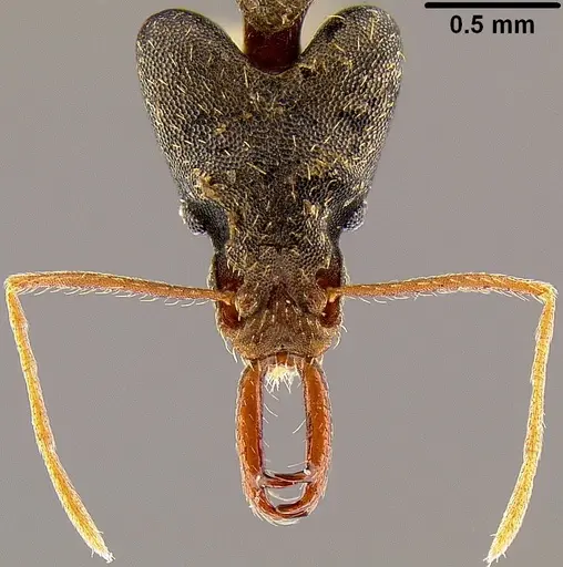 Strumigenys nidifex specimen