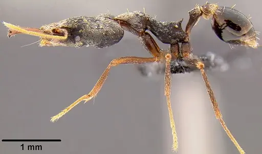 Strumigenys nidifex specimen